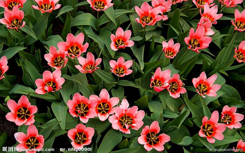 飞雾电子烟口味选择全解析